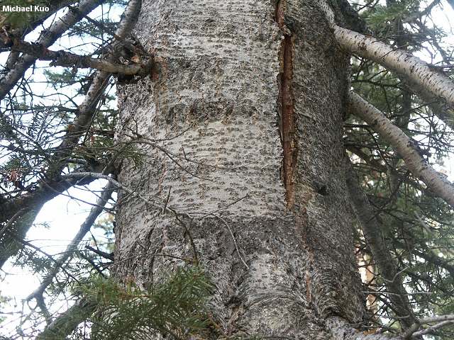 معرفی گیاهان - نراد کوهی